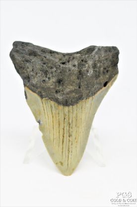 Picture of Genuine Megalodon Tooth Fossil 