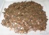 Picture of Assorted Copper-Only Lincoln Memorial Cents 1c ($50FV/32.5lbs) 